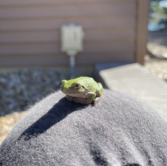 Lake House Frog3